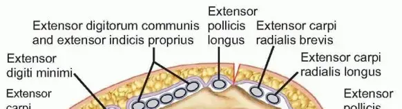 كسور الكعبرة البعيدة: دليل شامل للمرضى في اليمن والخليج العربي مع الأستاذ الدكتور محمد هطيف