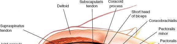 Enhance Anterior Shoulder Surgery: Crucial Joint Applied Surgical Anatomy