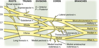 Decode Upper Extremity Nerves: Drake RL ET Anatomy