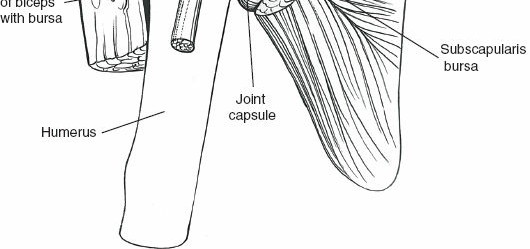 Illustration 144 for Essential Guide: Mastering Every Approach to the Shoulder