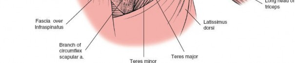 Illustration 5 for Precision Posterior Shoulder: Navigating the Border of the Teres