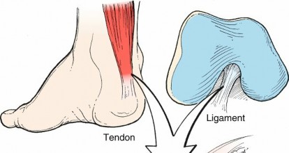 Ligament: Your Guide to Structure, Function, Injury, and Healing