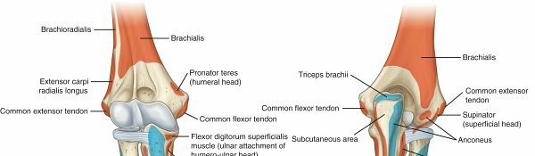 Forearm Anatomy: Unveiling the Radialposterior Interosseous Nerve