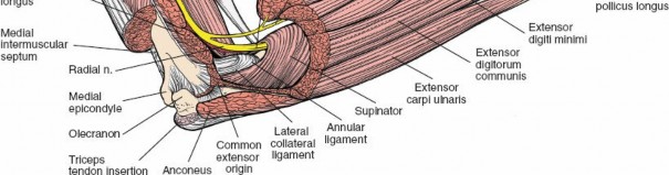 Illustration 79 for Mastering Approaches to the Upper Third of the Radius