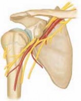 Mastering Pediatric Shoulder Fractures: Clinical Insights