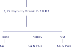 Illustration 17 for Decoding Von Willebrand Factor: Fundamental Basic Science Principles