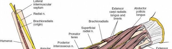 Illustration 80 for Mastering Approaches to the Upper Third of the Radius