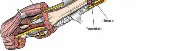Illustration 17 for Humeral Shaft Anterior Approach: Master Surgical Techniques