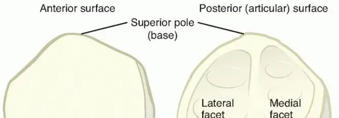 كسر صابونة الركبة (الرضفة): دليلك الشامل للعلاج والتعافي مع الأستاذ الدكتور محمد هطيف
