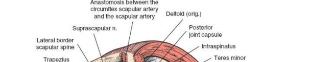 Illustration 12 for Precision Posterior Shoulder: Navigating the Border of the Teres