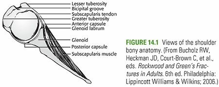 Glenohumeral Dislocation: Comprehensive Guide to Shoulder Stability