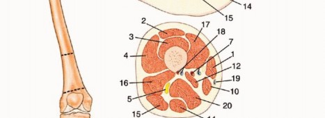 وصف طبي دقيق للمريض