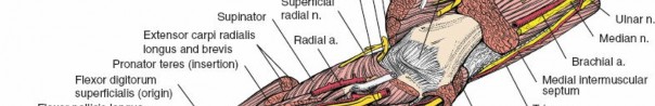 Illustration 33 for Mastering Approaches to the Upper Third of the Radius