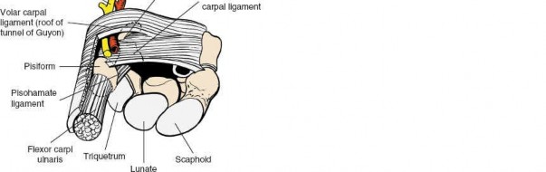 Illustration 11 for Volar Wrist Surgery: Master the Anatomy of the tendon of the flexor