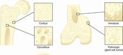 Explore Bone's Secrets: Key Histologic Features of Bone