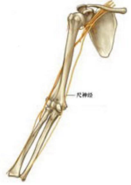 Practice for the 2023 Orthopedic Graduate Professional Examination