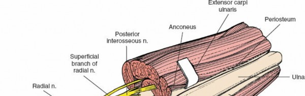 Illustration 53 for Mastering Approaches to the Upper Third of the Radius