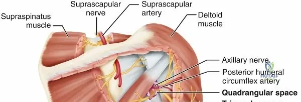 Illustration of shoulder spaces shoulder - Dr. Mohammed Hutaif