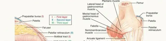 إصابات الزاوية الخلفية الوحشية للركبة: دليل شامل للمرضى مع الأستاذ الدكتور محمد هطيف