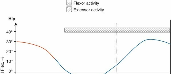 رسوم بيانية توضح حركيات وميكانيكا مواضع مفاصل الورك والركبة والكاحل أثناء المشي