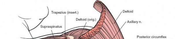 Illustration 6 for Precision Posterior Shoulder: Navigating the Border of the Teres
