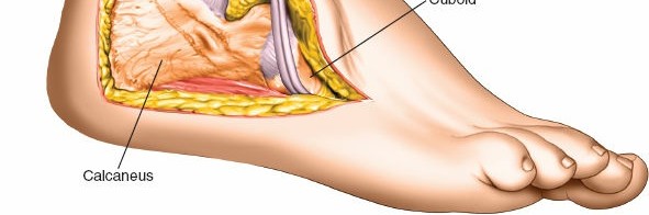 Illustration of posterior talocalcaneal joint - Dr. Mohammed Hutaif