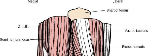 Master The Popliteal Fossa: Applied Surgical Anatomy of the Knee