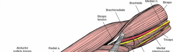 Illustration 21 for Mastering Approaches to the Upper Third of the Radius