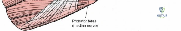 Illustration of approach to the cubital - Dr. Mohammed Hutaif