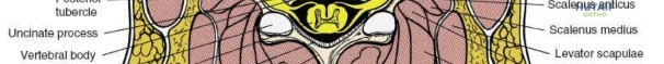 Clinical Image