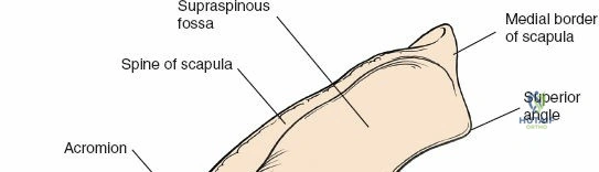 Clinical Image