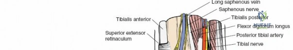 Illustration of approaches to the ankle - Dr. Mohammed Hutaif