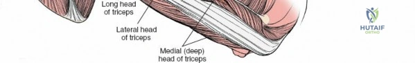 Illustration of anatomy of the arm - Dr. Mohammed Hutaif