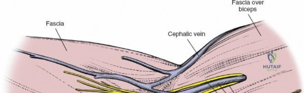 Critical Elbow Applied Surgical Anatomy: Enhance Your Practice