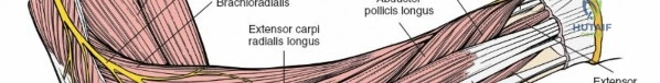 Safe Posterior Radius: Mastering Nerve Supply Posterior Anatomy