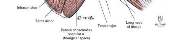 Illustration of border of the teres - Dr. Mohammed Hutaif
