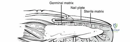 Surgical Approaches to the Peroneal and Tibial Nerves: Techniques and Outcomes