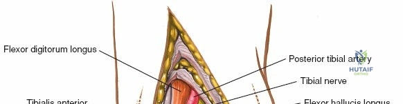 Illustration of side of the ankle - Dr. Mohammed Hutaif