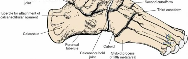 Clinical Image