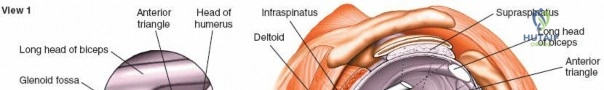 Clinical Image