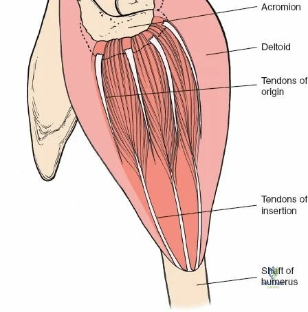 Clinical Image