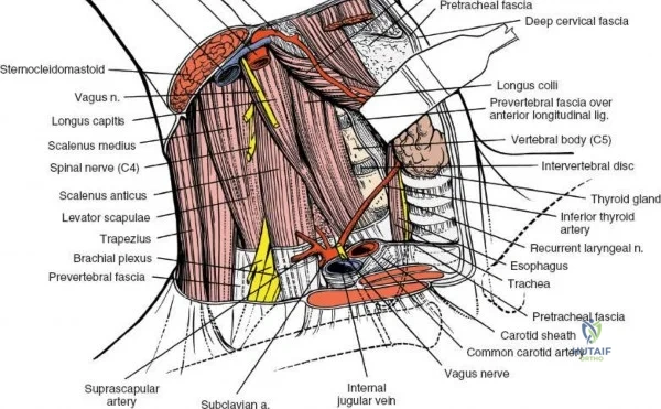 Clinical Image
