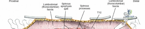 Clinical Image