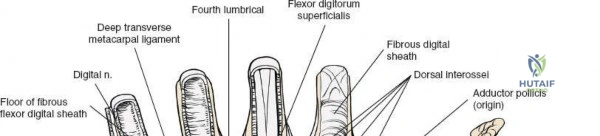 Clinical Image