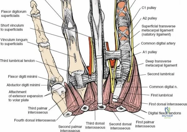 Clinical Image