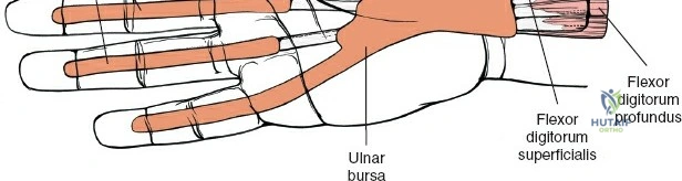 Clinical Image