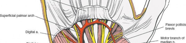Illustration 13 for Volar Wrist Surgery: Master the Anatomy of the tendon of the flexor