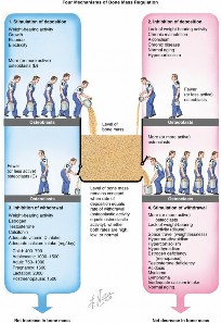 Decoding Bone Mineral Density Conditions: Osteoporosis & Beyond