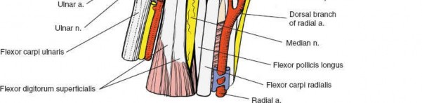 Illustration 23 for Volar Wrist Surgery: Master the Anatomy of the tendon of the flexor
