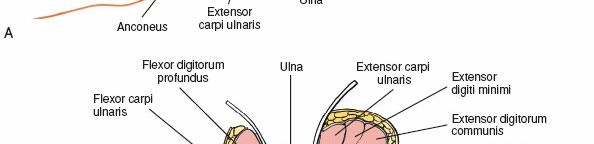 Illustration 51 for Mastering Approaches to the Upper Third of the Radius